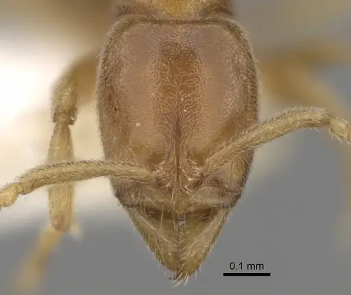 Hypoponera butteli specimen