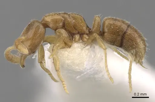 Hypoponera butteli specimen