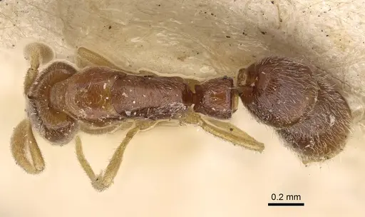 Hypoponera ceylonensis specimen