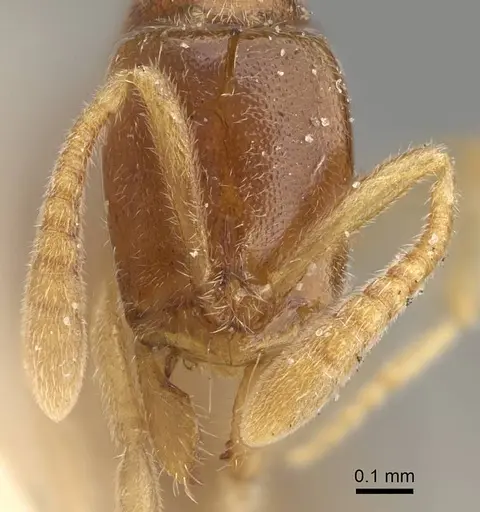 Hypoponera ceylonensis specimen