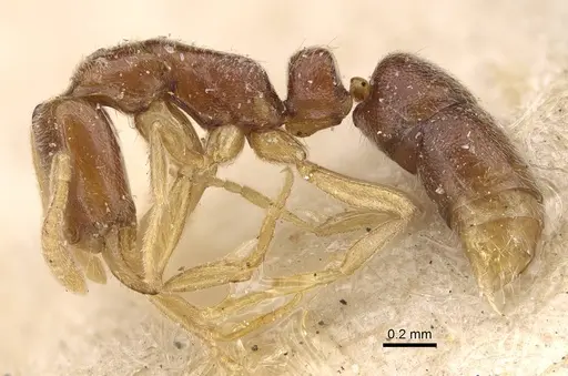 Hypoponera ceylonensis specimen