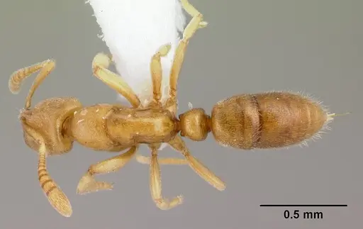 Hypoponera coeca specimen