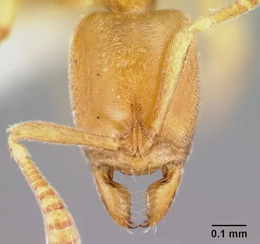 Hypoponera coeca specimen