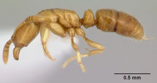 Hypoponera coeca specimen