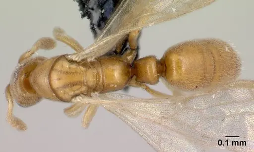 Hypoponera coeca - CASENT0086326