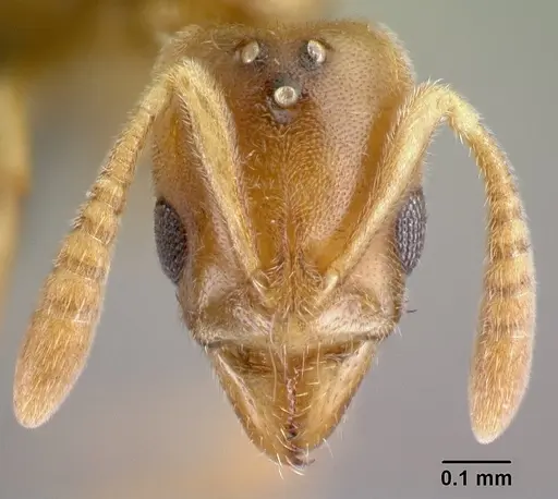 Hypoponera coeca - CASENT0086326