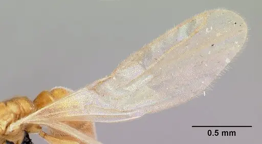 Hypoponera coeca - CASENT0086326