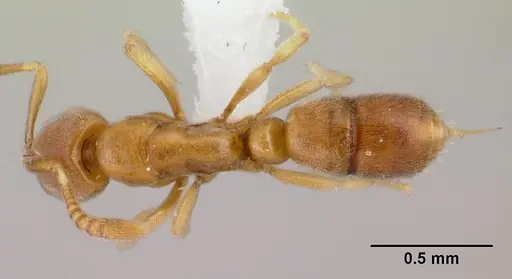 Hypoponera coeca - CASENT0217332