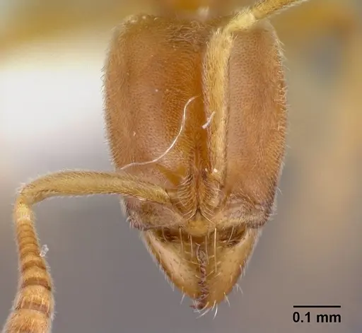 Hypoponera coeca - CASENT0217332