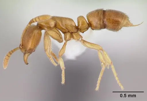 Hypoponera coeca - CASENT0217332