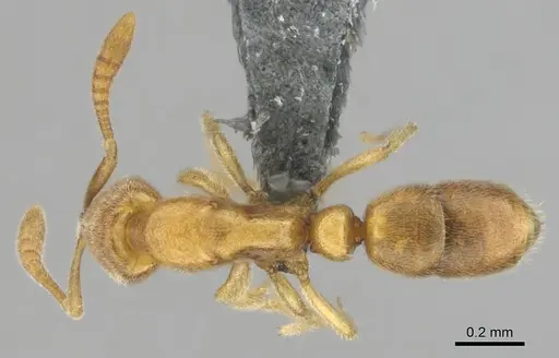 Hypoponera coeca - CASENT0815586