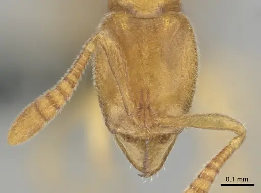 Hypoponera coeca - CASENT0815586