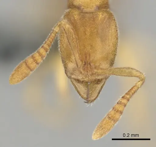 Hypoponera coeca - CASENT0815586