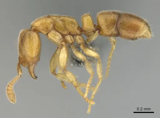 Hypoponera coeca - CASENT0815586