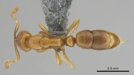 Hypoponera coeca - CASENT0815774