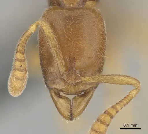 Hypoponera coeca - CASENT0815774