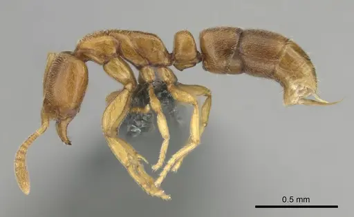 Hypoponera coeca - CASENT0815774