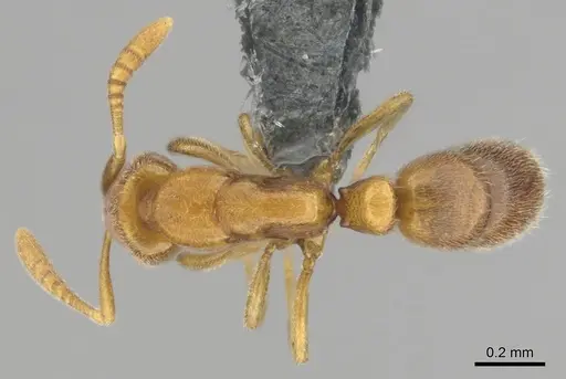 Hypoponera coeca - CASENT0815828