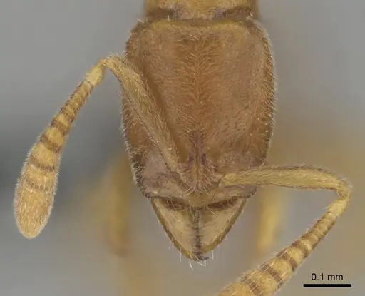 Hypoponera coeca - CASENT0815828