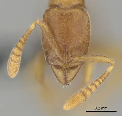 Hypoponera coeca - CASENT0815828