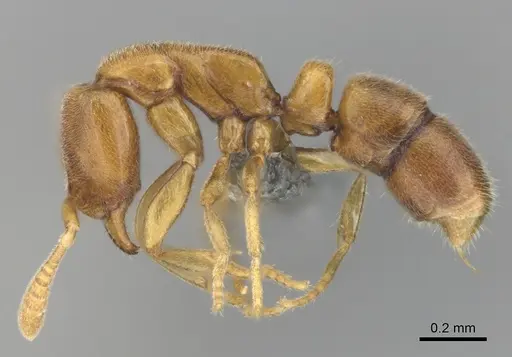 Hypoponera coeca - CASENT0815828