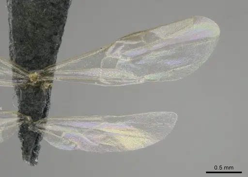 Hypoponera coeca - CASENT0815877