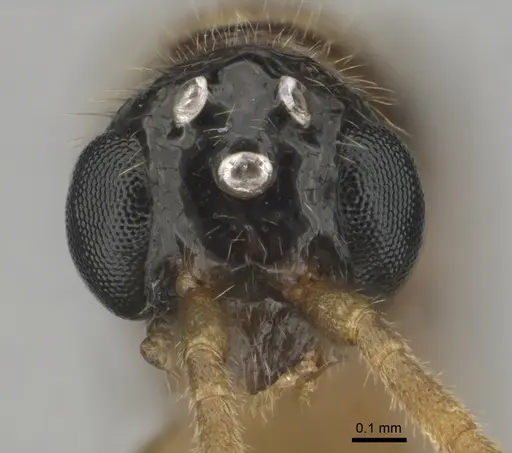 Hypoponera coeca - CASENT0815877