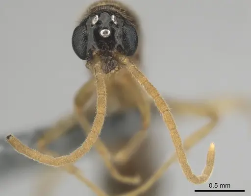 Hypoponera coeca - CASENT0815877