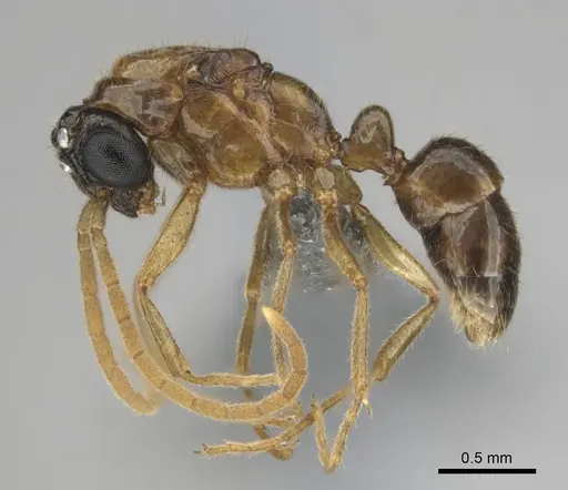 Hypoponera coeca - CASENT0815877