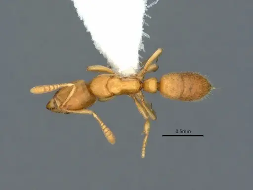 Hypoponera coeca - CASENT0882086