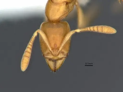 Hypoponera coeca - CASENT0882086