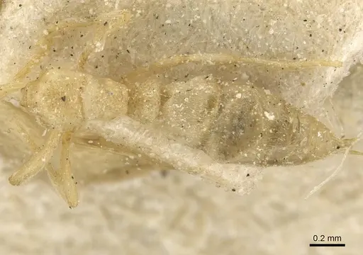 Hypoponera coeca - CASENT0915189