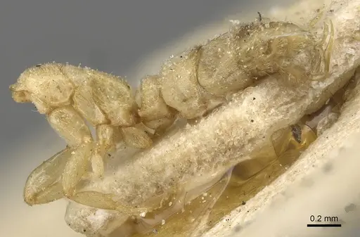 Hypoponera coeca - CASENT0915189