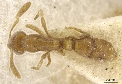 Hypoponera coeca - CASENT0915200