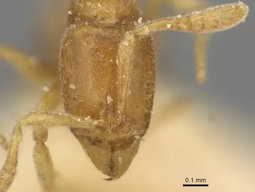 Hypoponera coeca - CASENT0915200