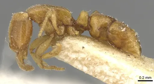 Hypoponera coeca - CASENT0915200