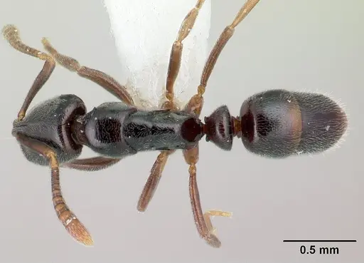 Hypoponera comis specimen