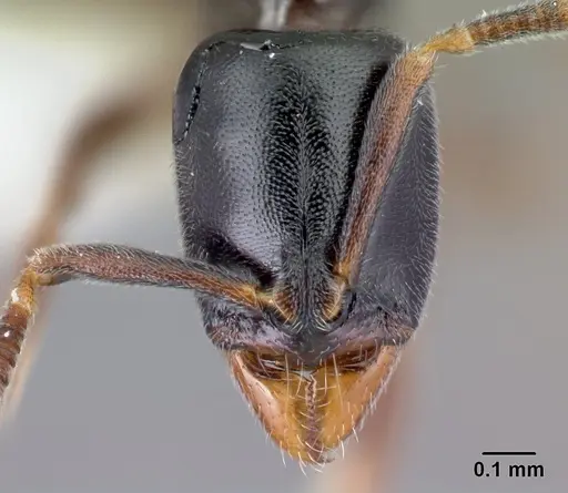 Hypoponera comis specimen