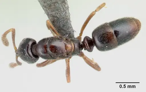 Hypoponera comis - CASENT0192390