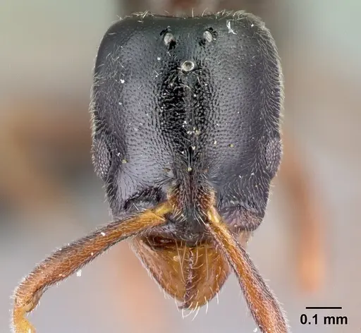 Hypoponera comis - CASENT0192390