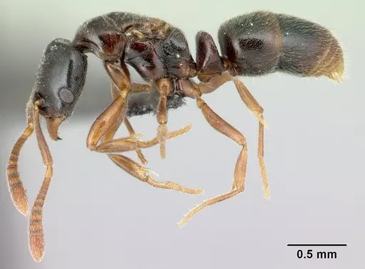 Hypoponera comis - CASENT0192390