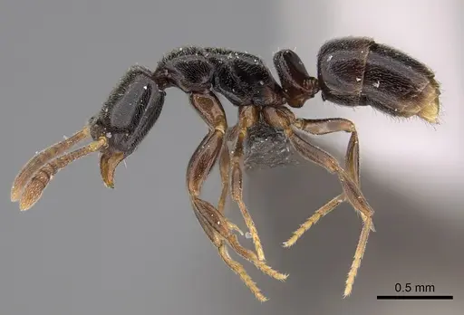 Hypoponera comis - CASENT0250654