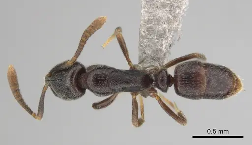 Hypoponera comis - CASENT0250660