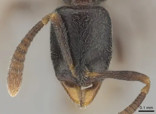 Hypoponera comis - CASENT0250660