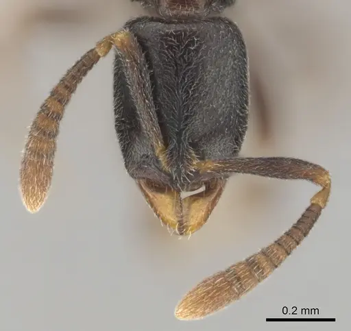 Hypoponera comis - CASENT0250660