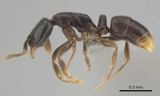 Hypoponera comis - CASENT0250660