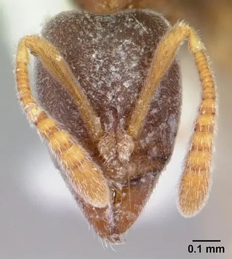 Hypoponera confinis specimen