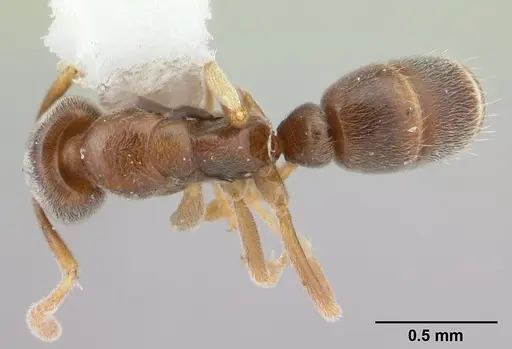 Hypoponera confinis - CASENT0178378