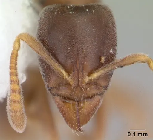 Hypoponera confinis - CASENT0178378