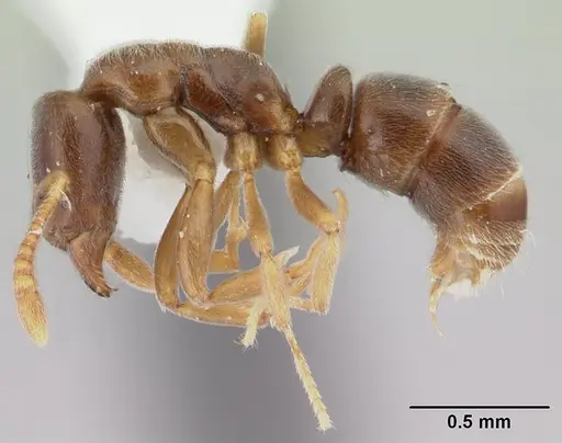 Hypoponera confinis - CASENT0178378